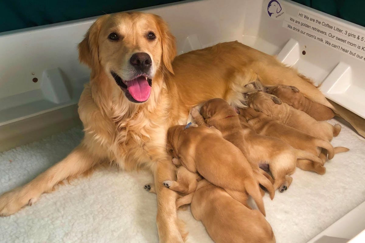 Golden Retriever and her pups in the whelping box from Gaylan's Golden Retrievers