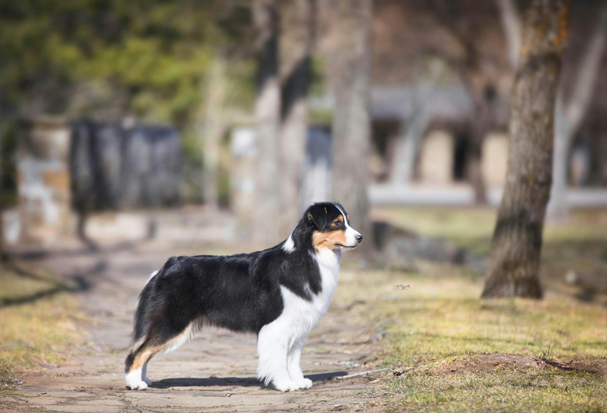 An Australian Shepherd standing alert on a dirt path.
