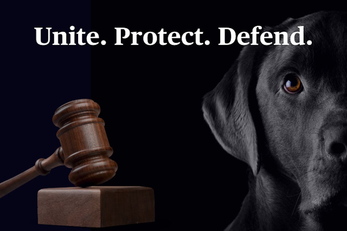 A photo of a black Lab next to a gavel