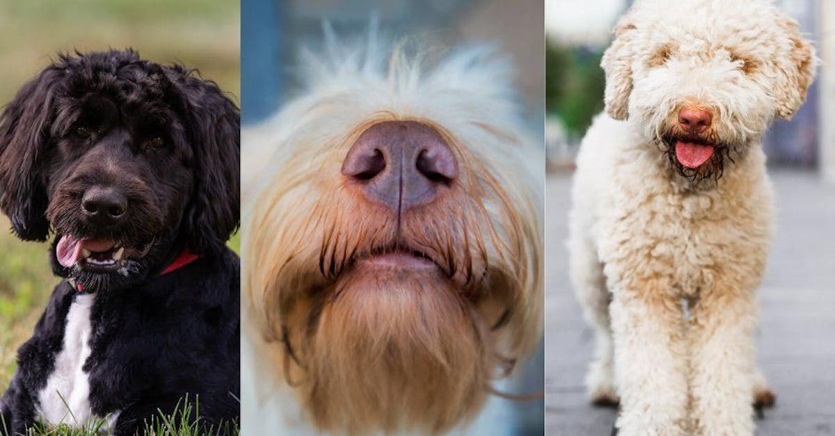 3 images of dogs, left dog sitting with tongue out, middle close up of dog snout, right dog standing facing forward with tongue out