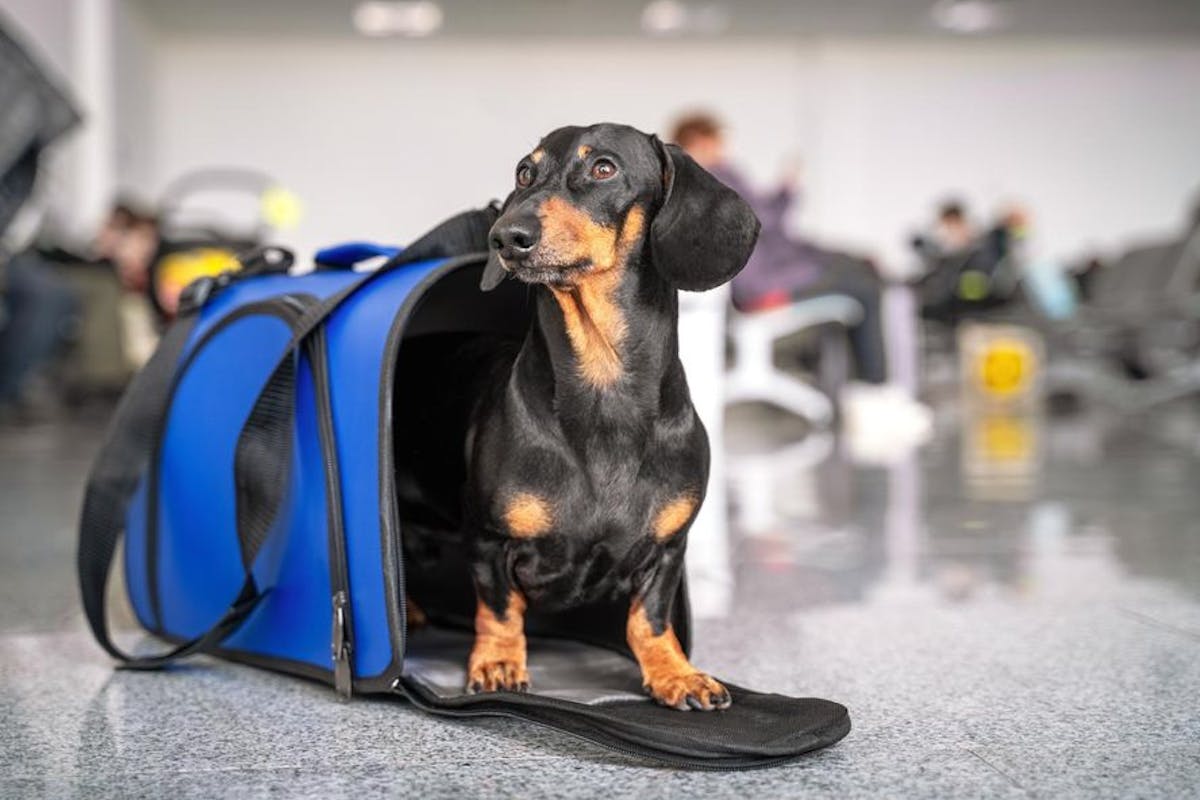 Black and rust colored dachshund dog peeking out of blue travel case on airport floor