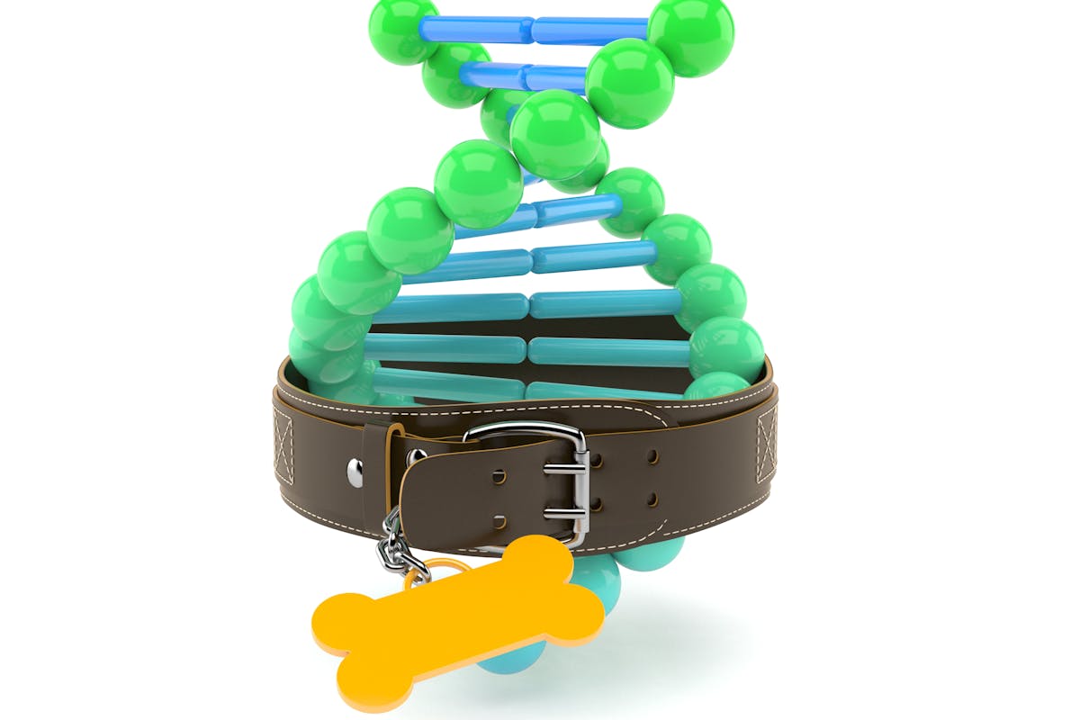 DNA and a dog collar