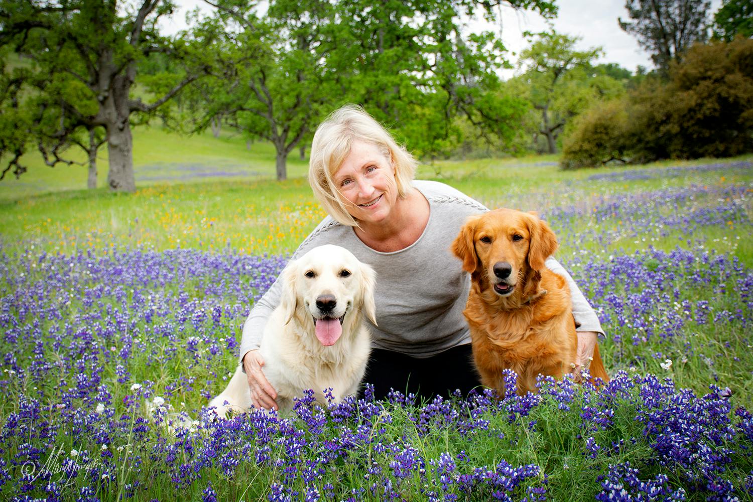 A woman in a field of purple flowers, arms around two golden retrievers.