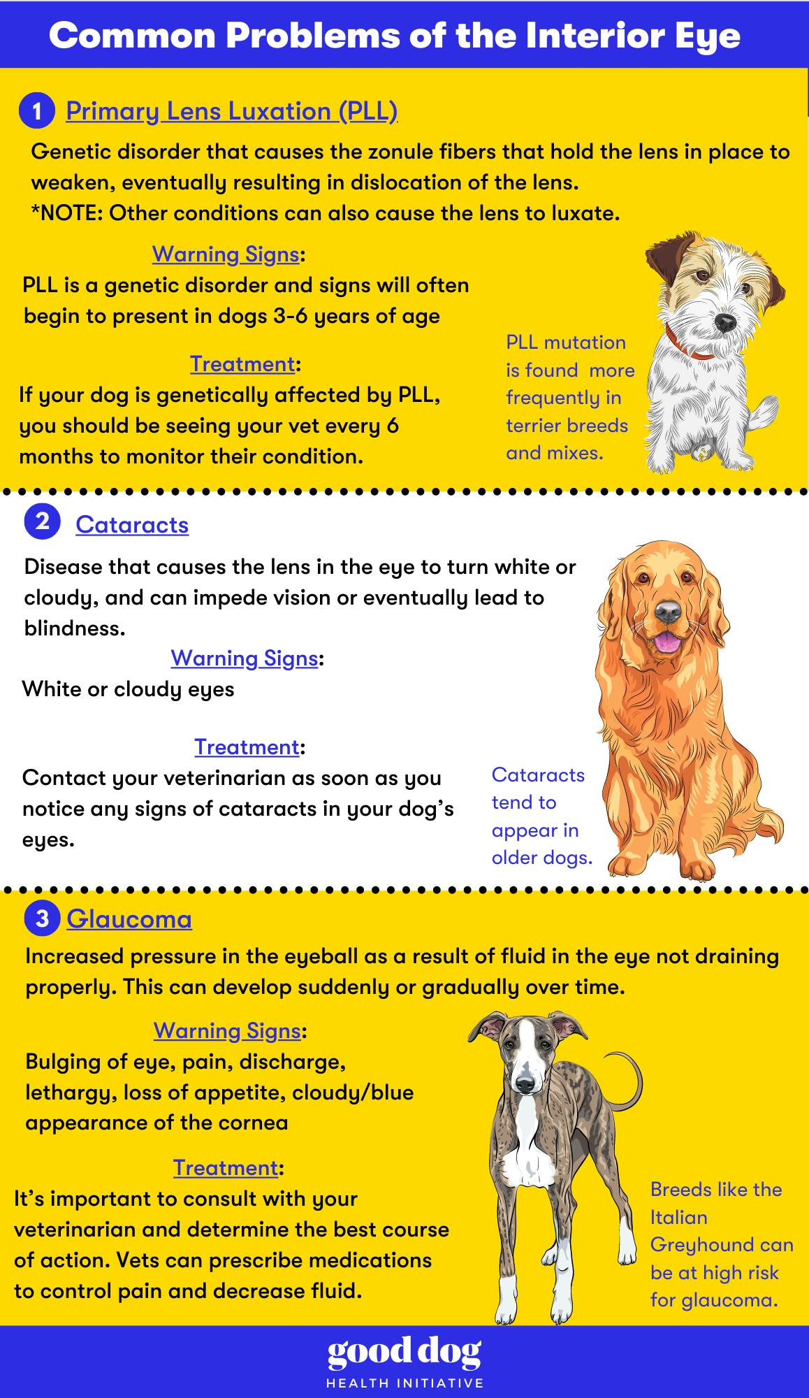 Common problems of the interior eye infographic