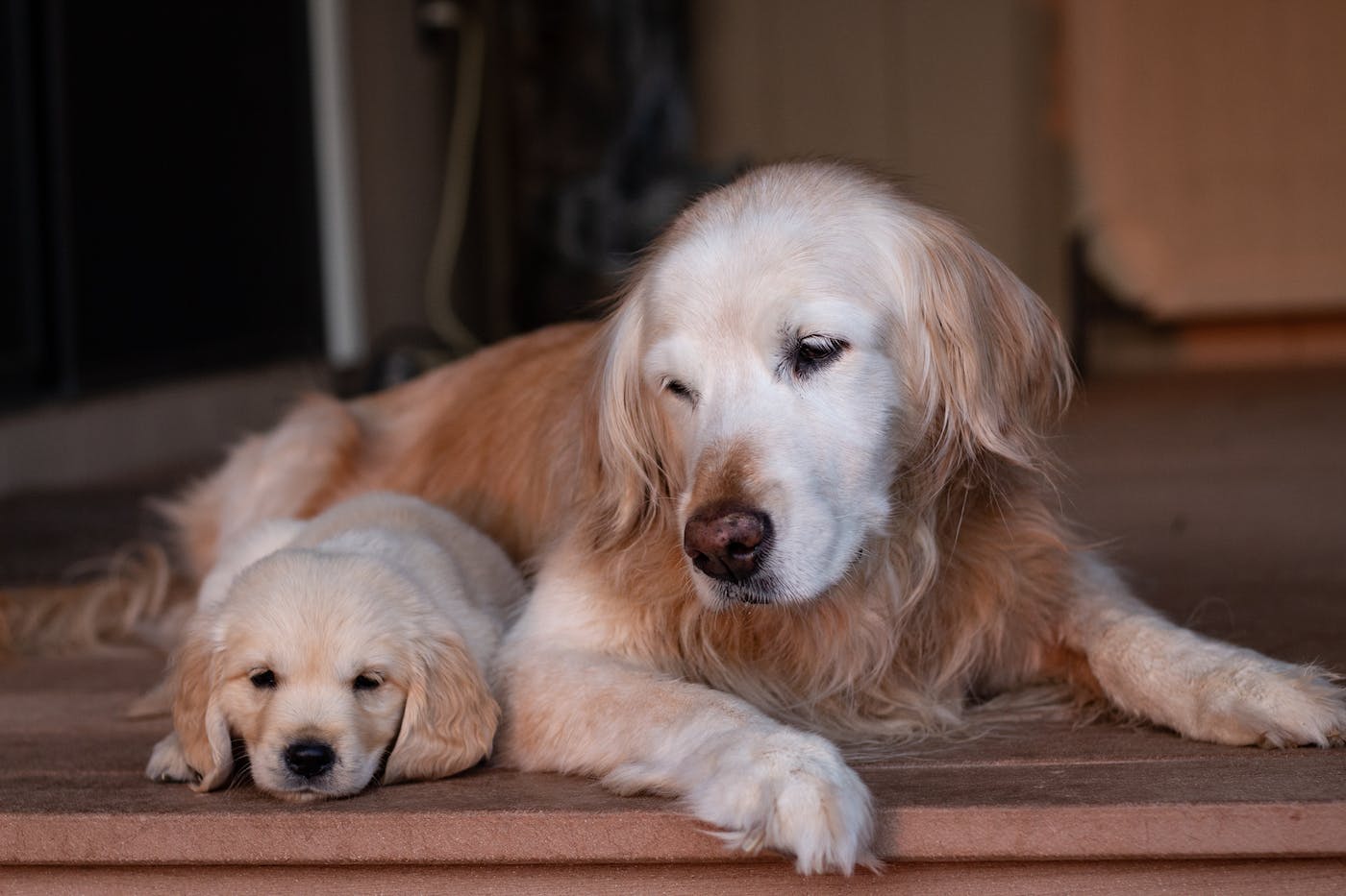 golden retriever puppy cuddling with parent