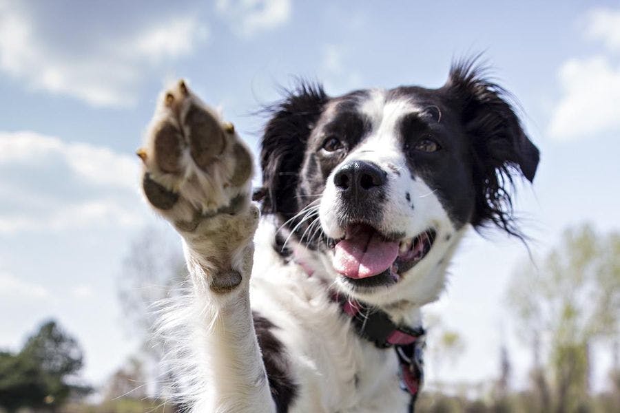 Dog smiling with their paw raised towards the camera.