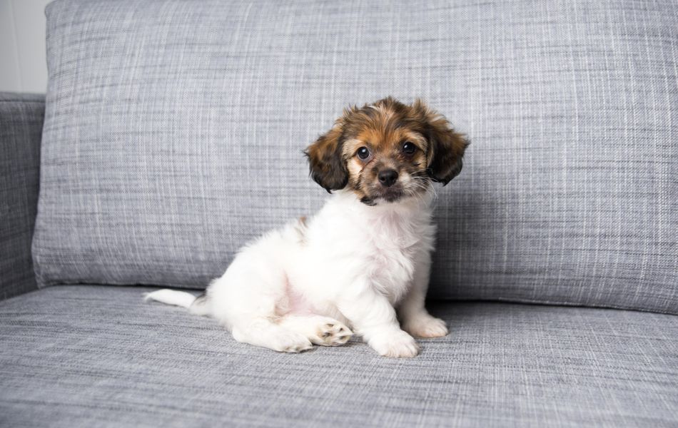 small puppy sitting on couch