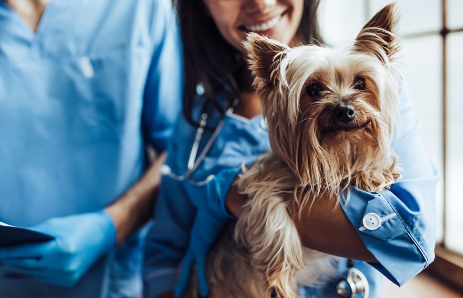two veterinary specialists one holding a small smiling dog