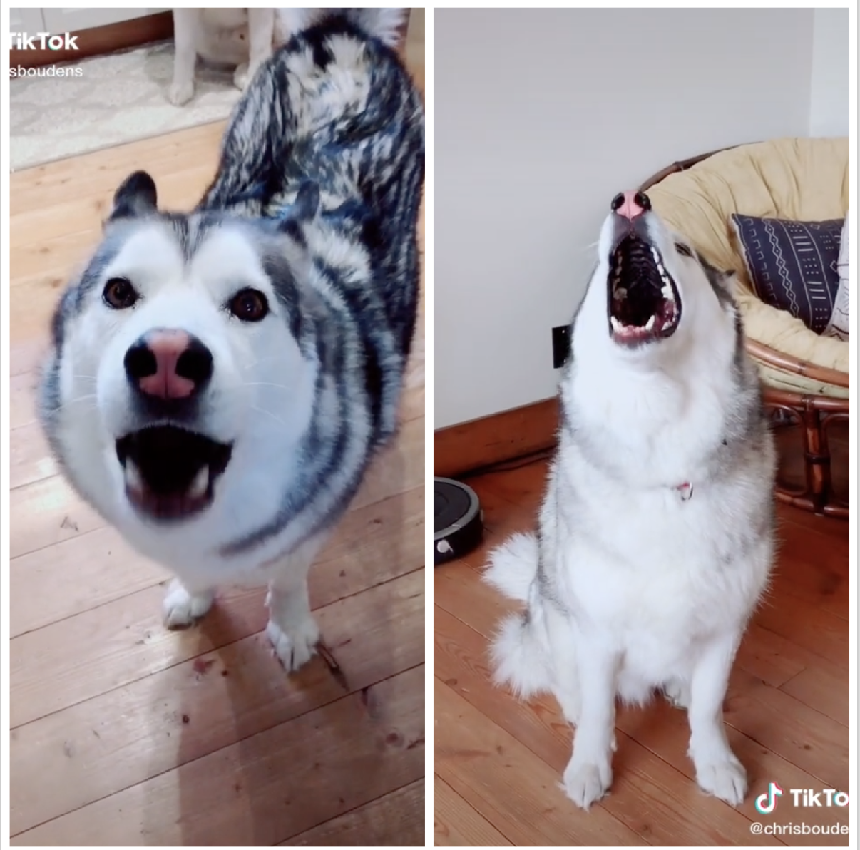 Side-by-side collage of Huskies making loud noises