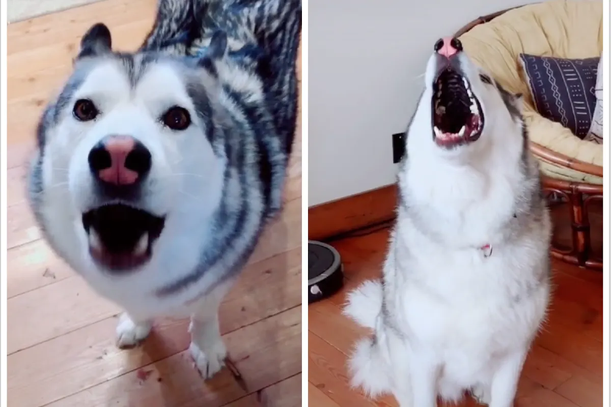 Side-by-side collage of Huskies making loud noises