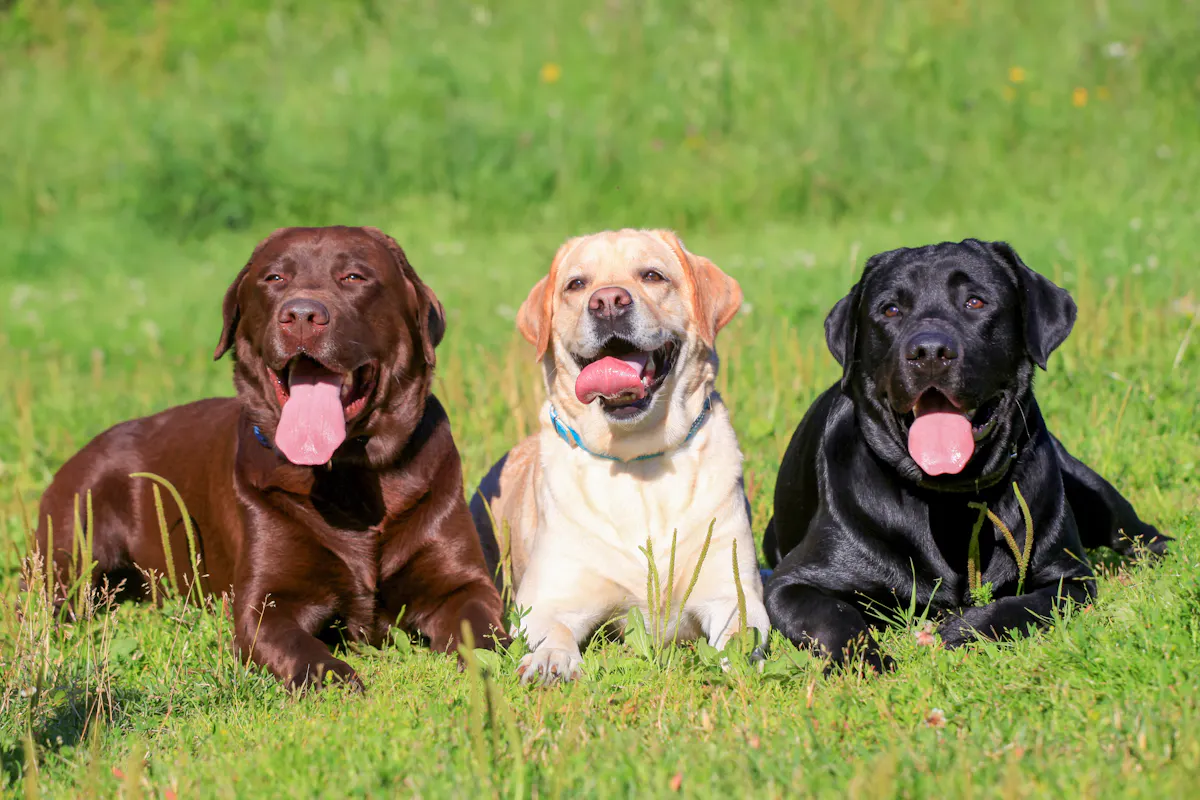 Chocolate, yellow, and black Labrador Retrievers lying in the grass