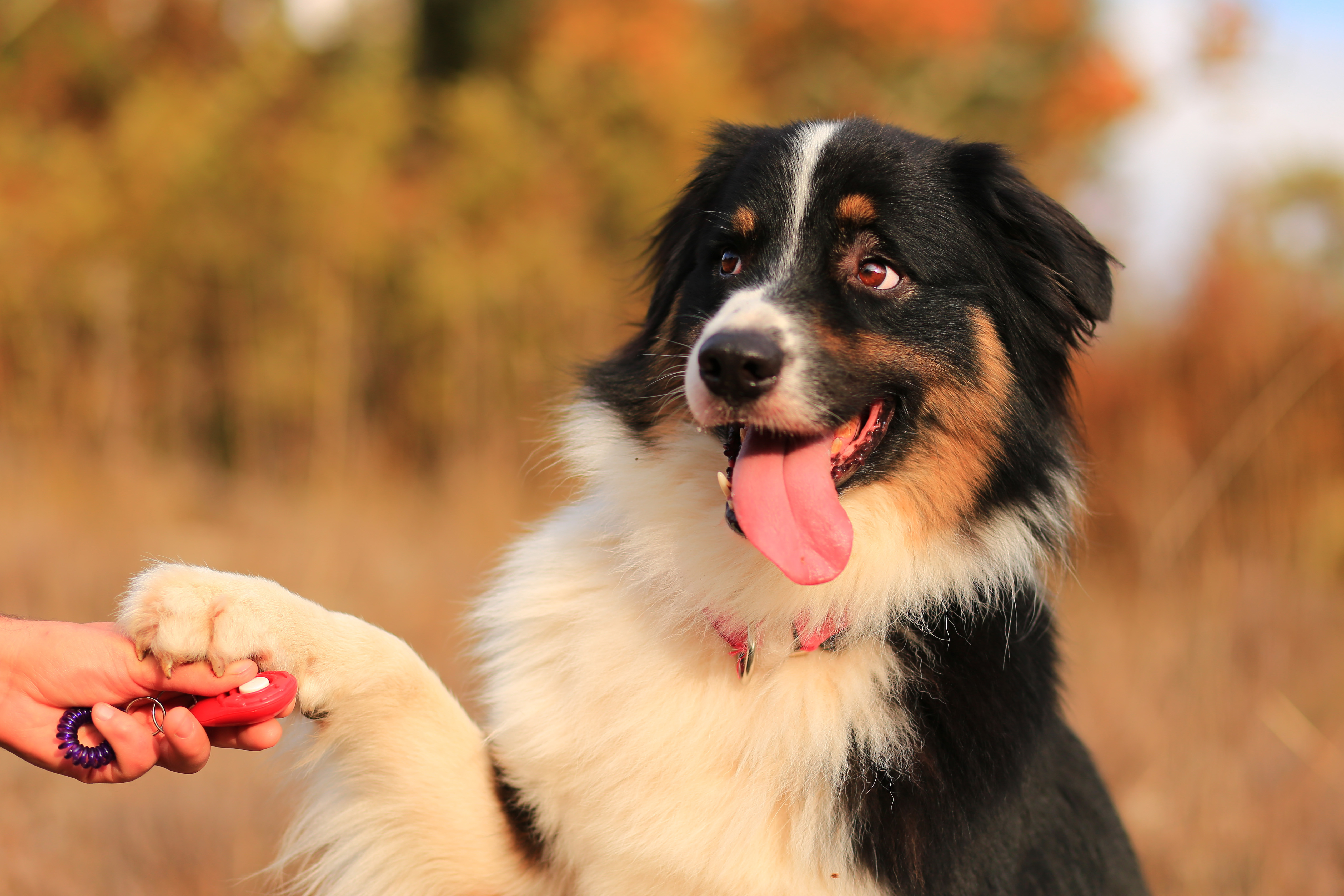 Clicker training a dog
