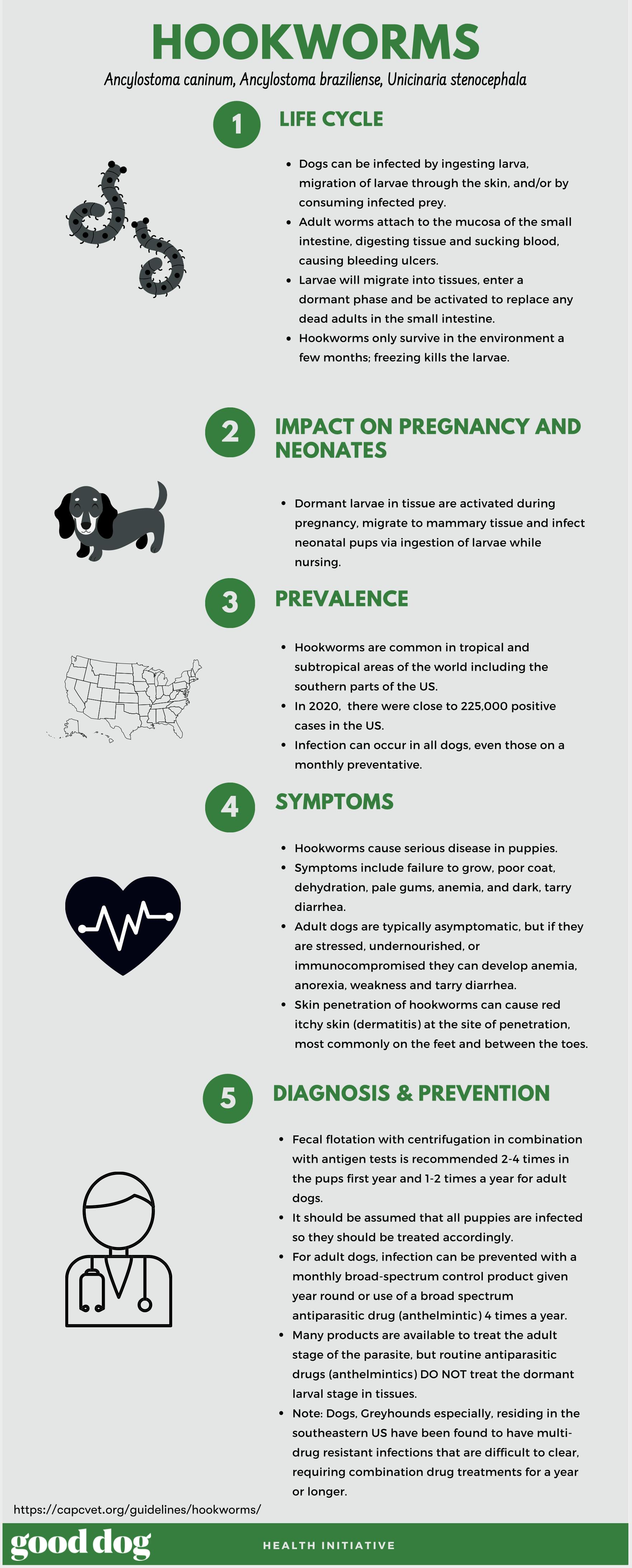 Hookworm infographic