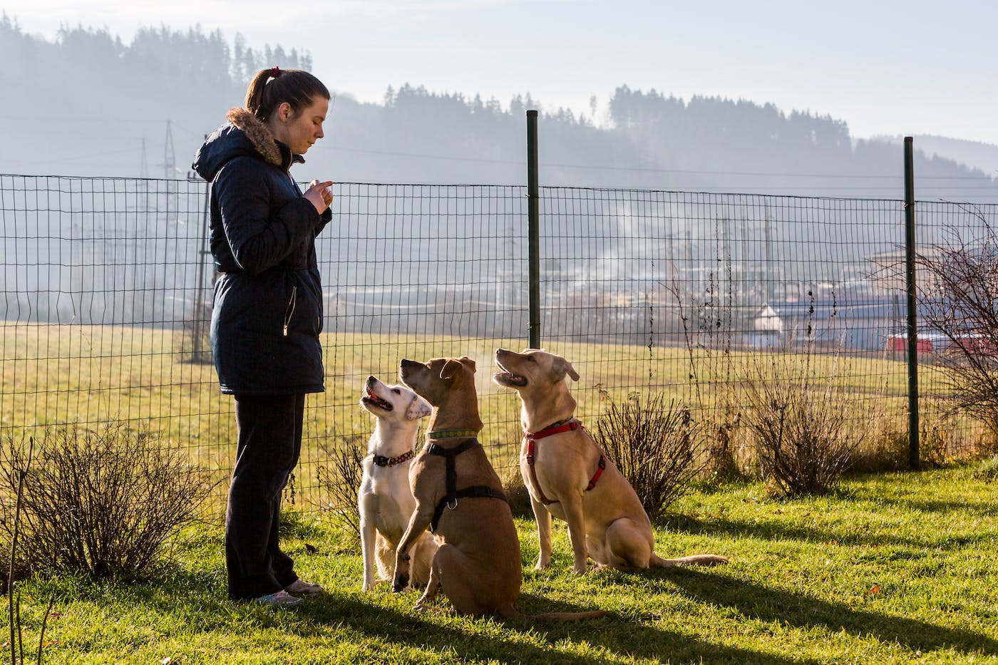 person training three dogs in a field