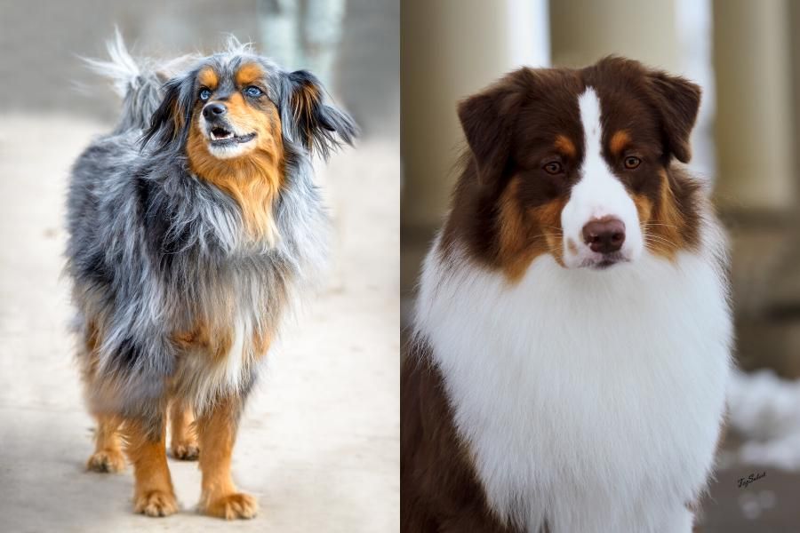 left dog standing looking to the left, right dog sitting looking to the right