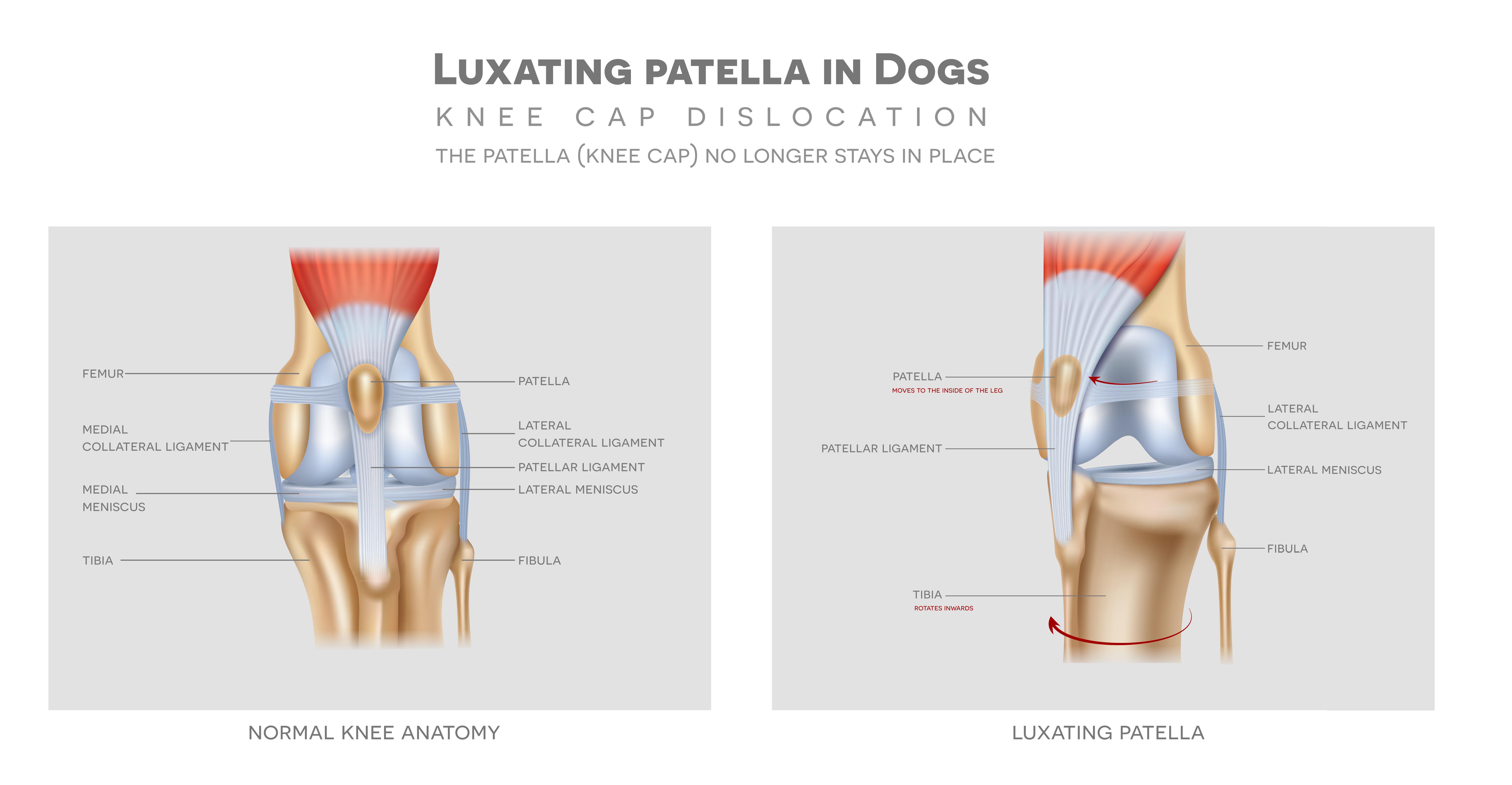 An image of luxating patella in dogs