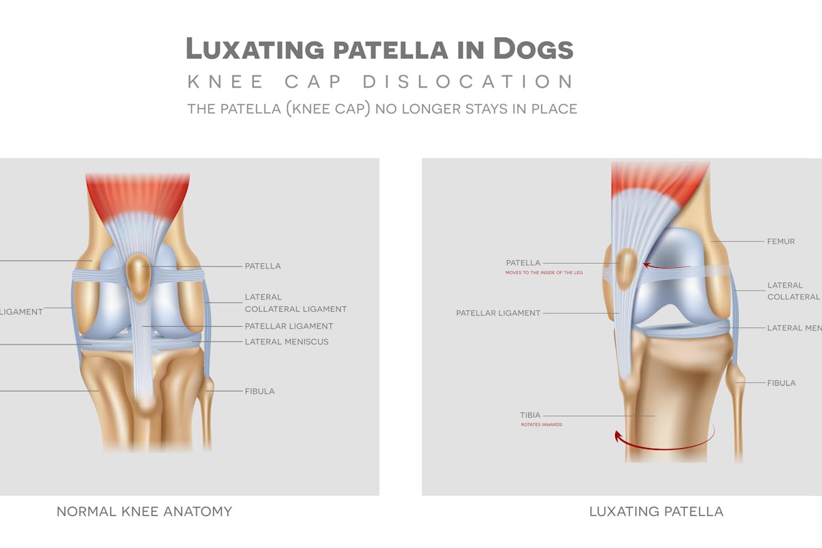 An image of luxating patella in dogs
