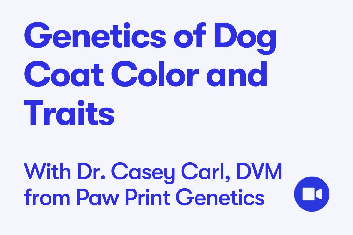 Paw Print Genetics - Inherited Diseases of the Miniature Schnauzer
