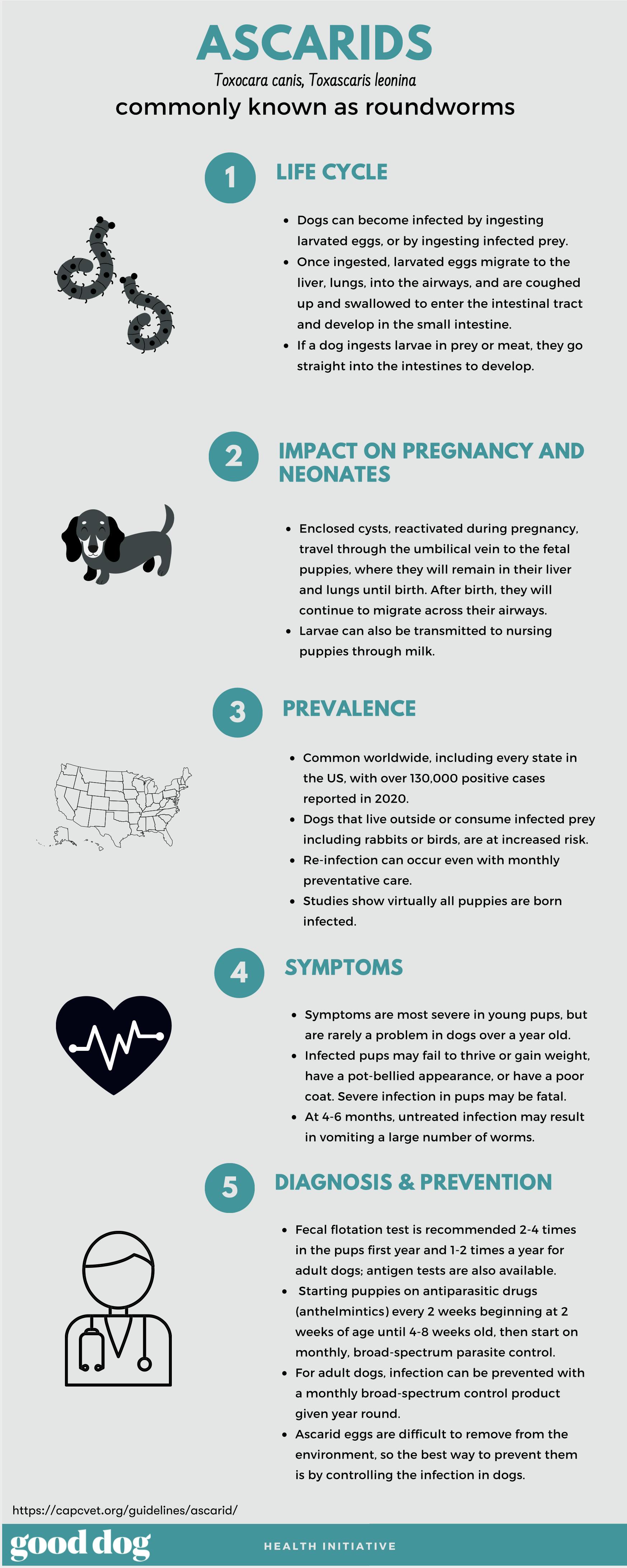 Ascarids infographic