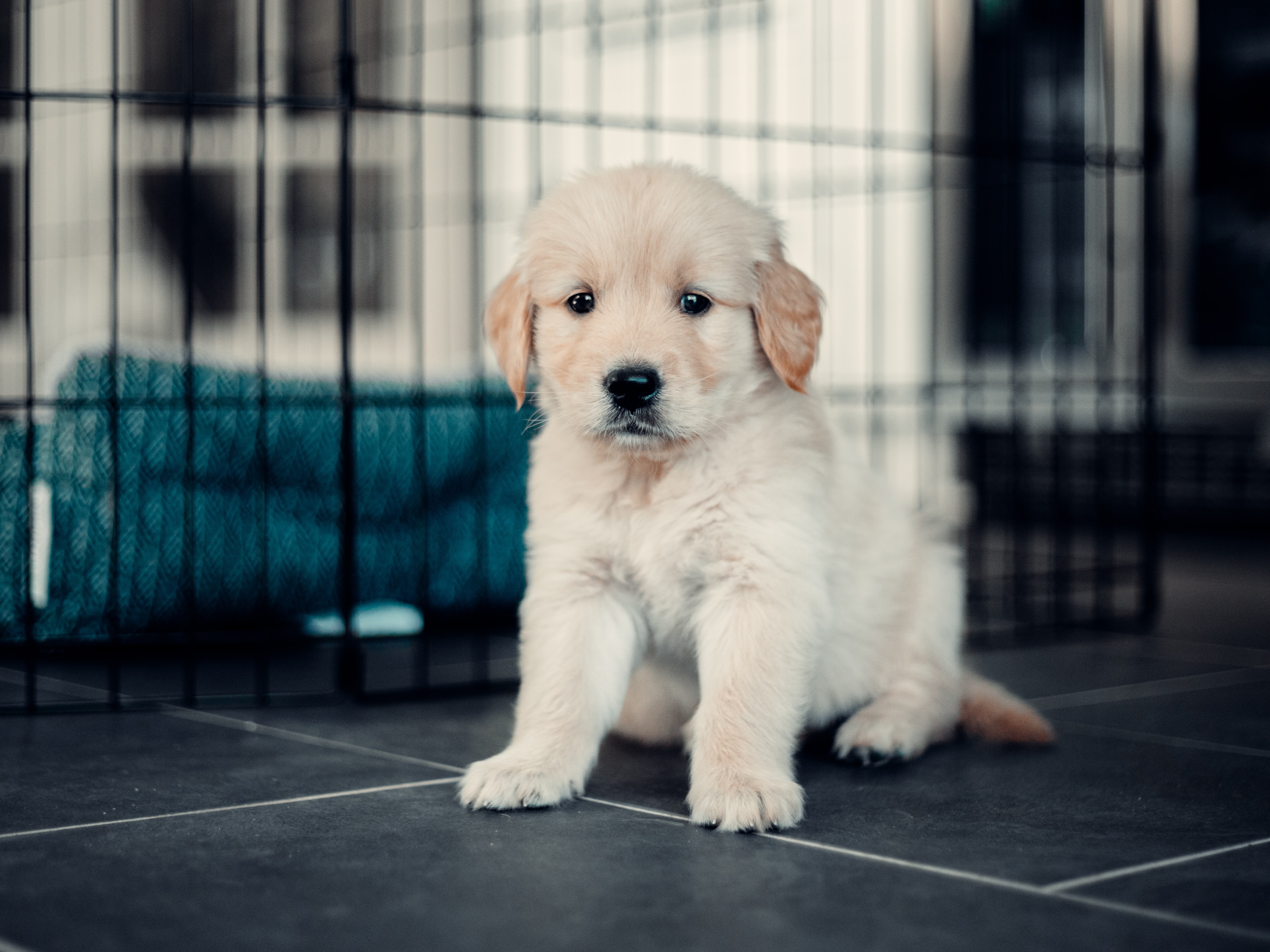 Puppy sitting in front of cage.