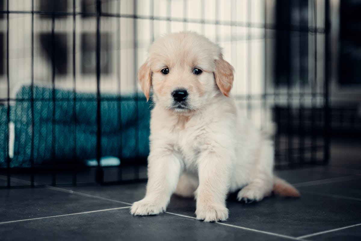 Puppy sitting in front of cage.