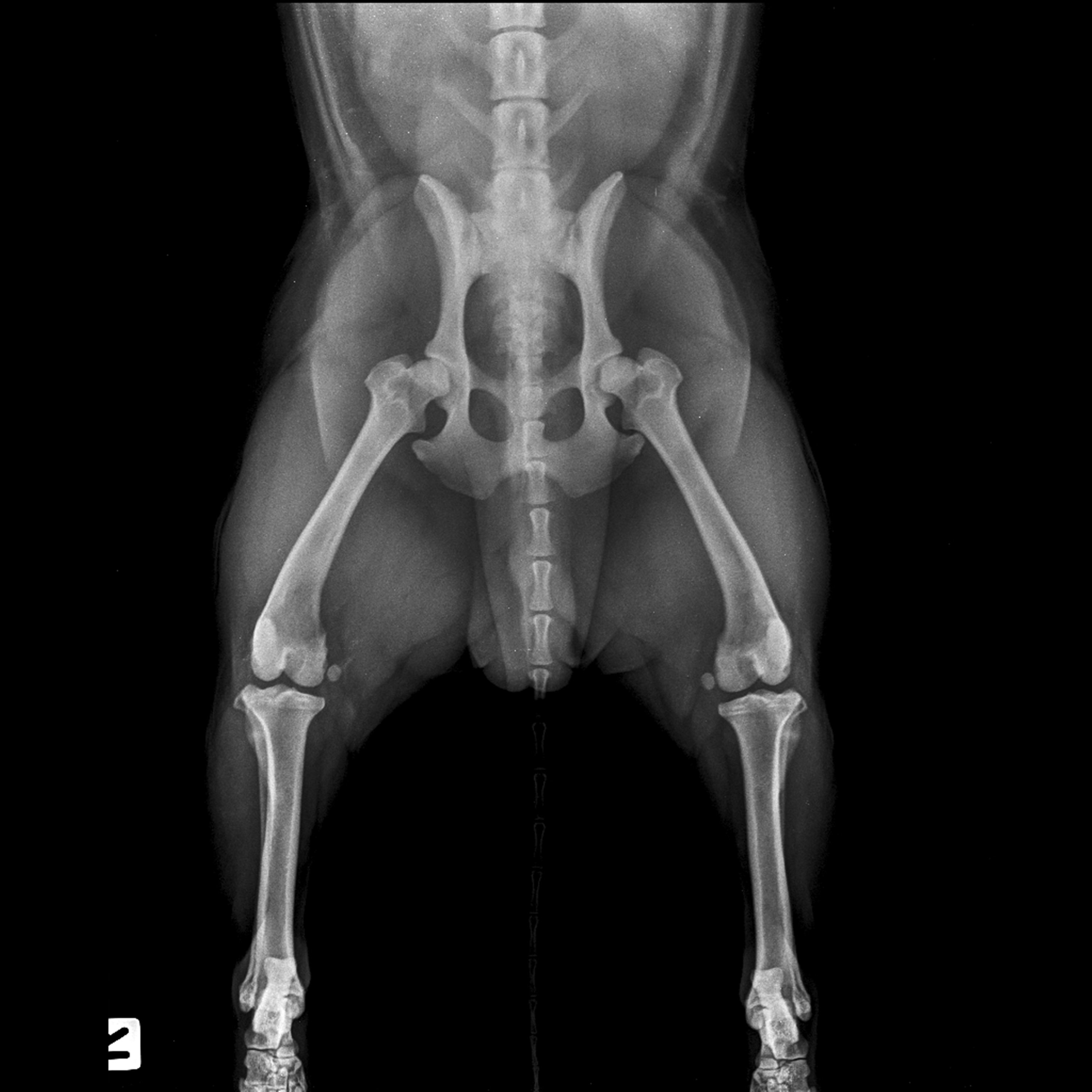 An x-ray of a dog's hips