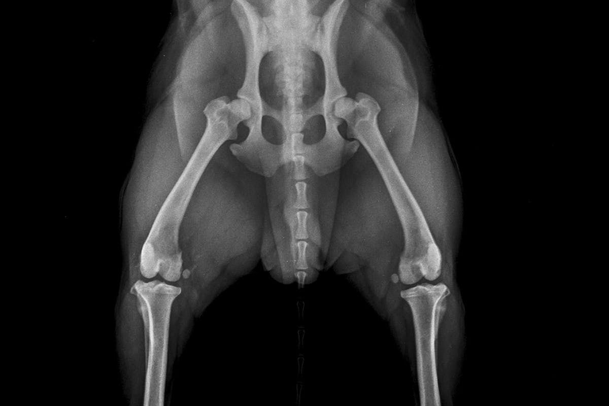 An x-ray of a dog's hips
