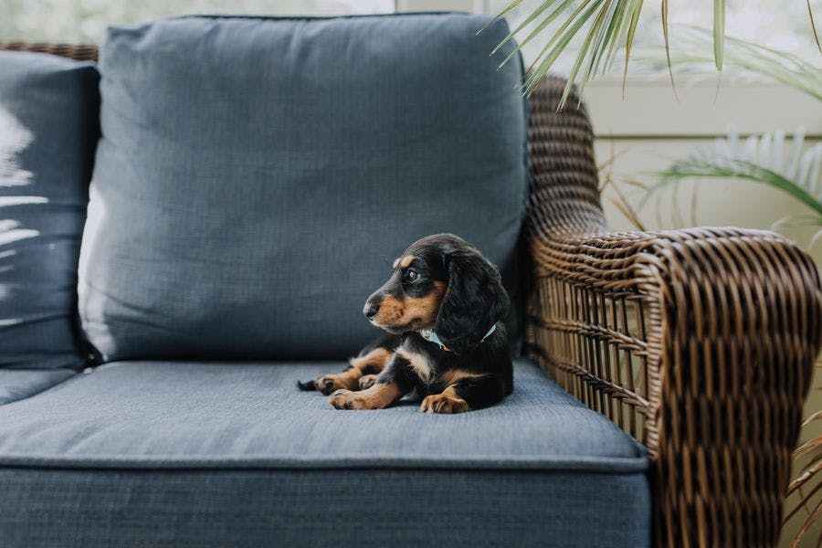 Dachshund puppy with black and rust color, sitting on a blue couch