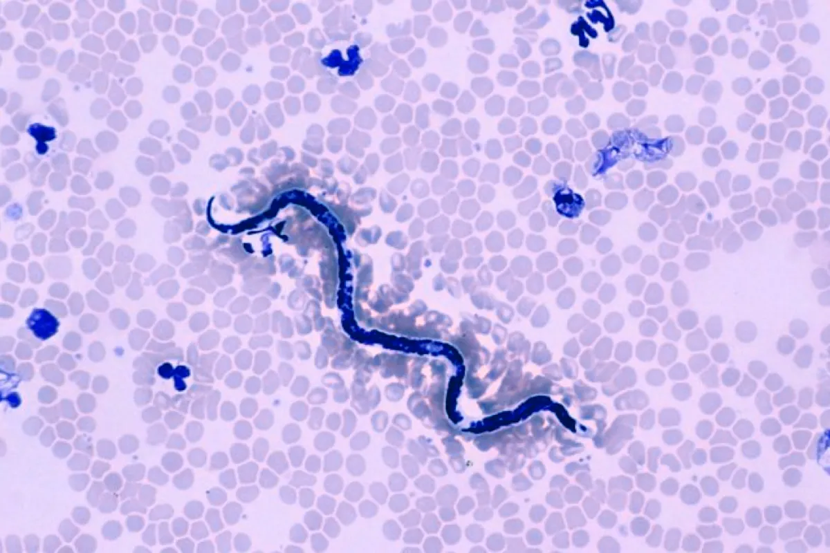Hookworms under the microscope