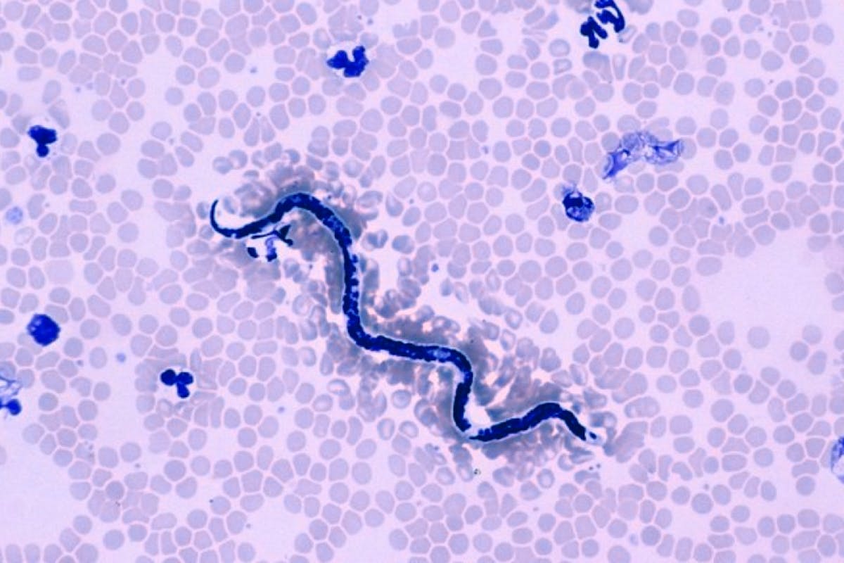 Hookworms under the microscope