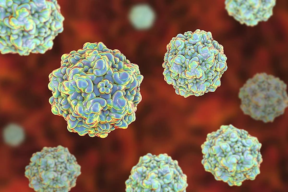 Microscopic image of parvovirus