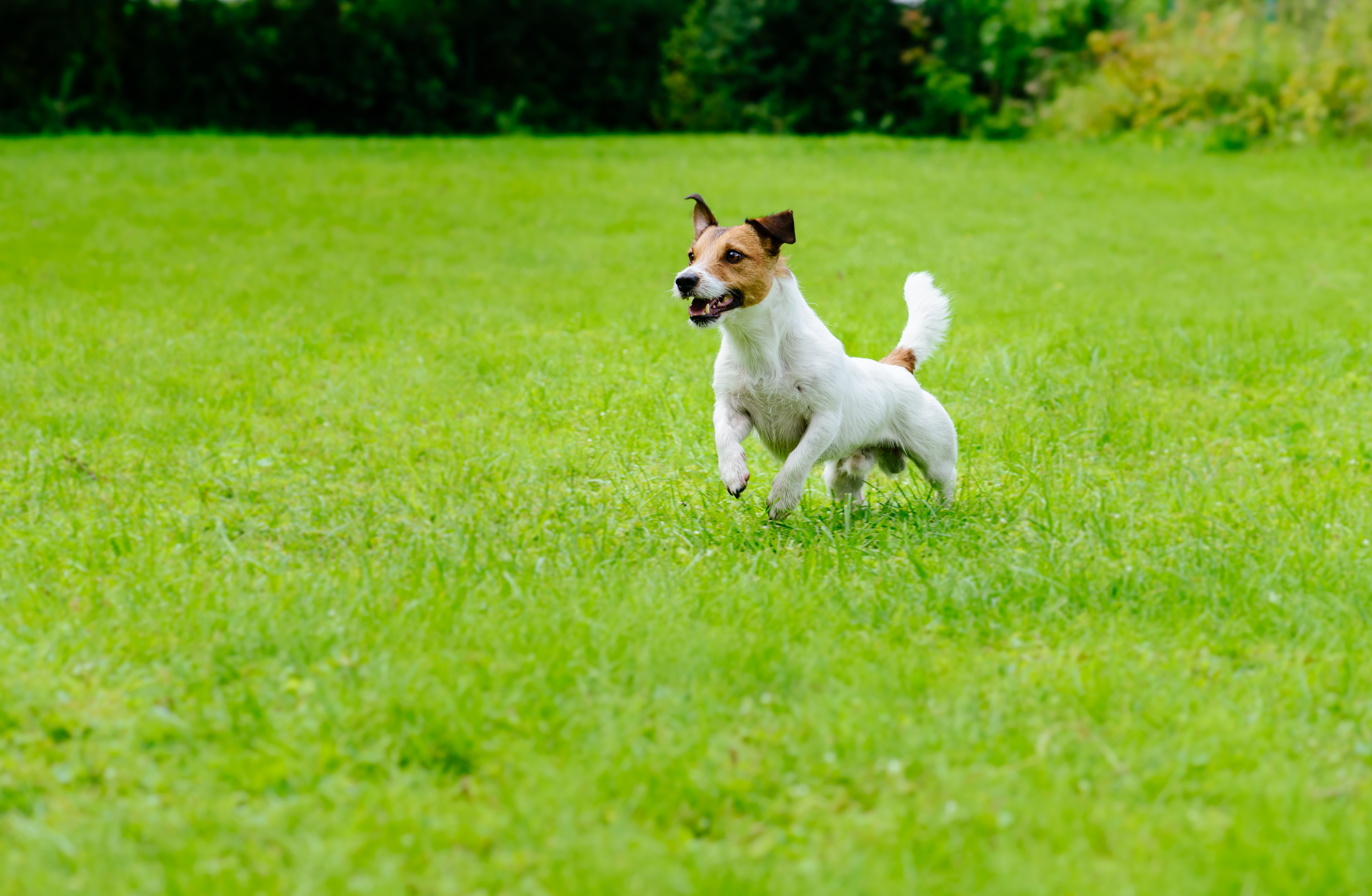 jack russell terrier running best breed large backyard outdoor space energetic dog