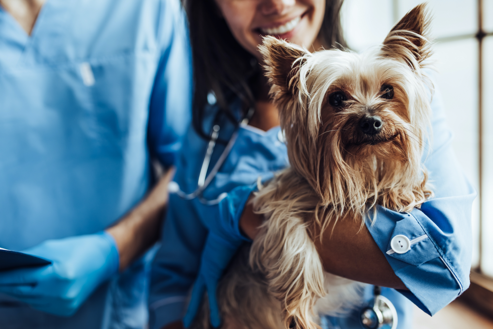 Veterinarian and his assistant at vet clinic are examining a Yorkshire Terrier