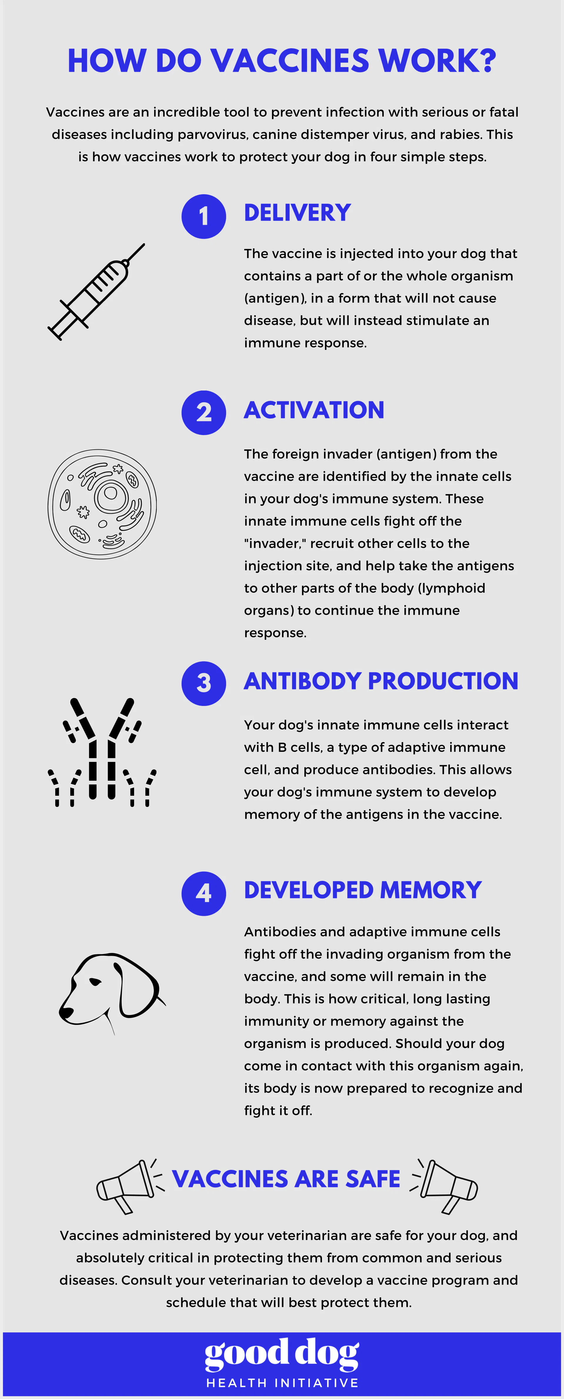 Infographic of how vaccines work