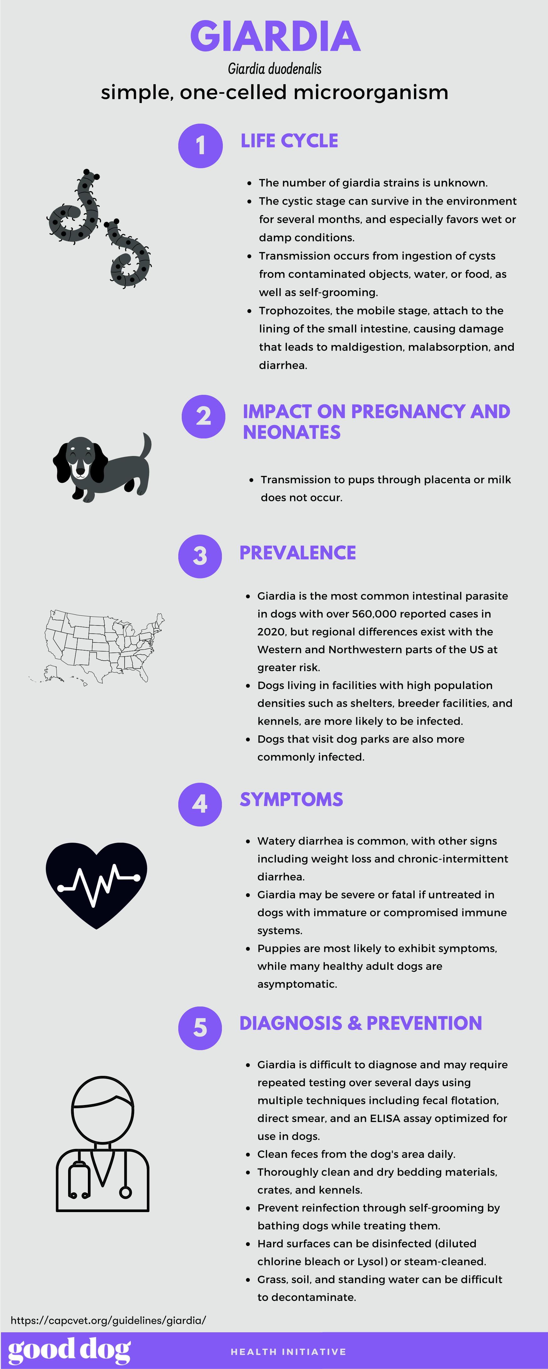 Giardia infographic