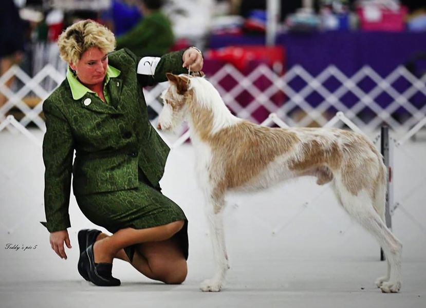 Woman kneeling next to dog who is in stance at dog show