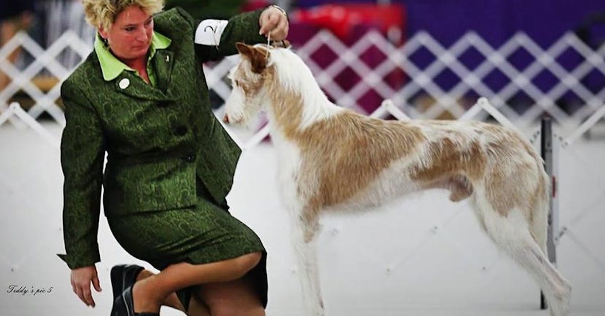 Woman kneeling next to dog who is in stance at dog show