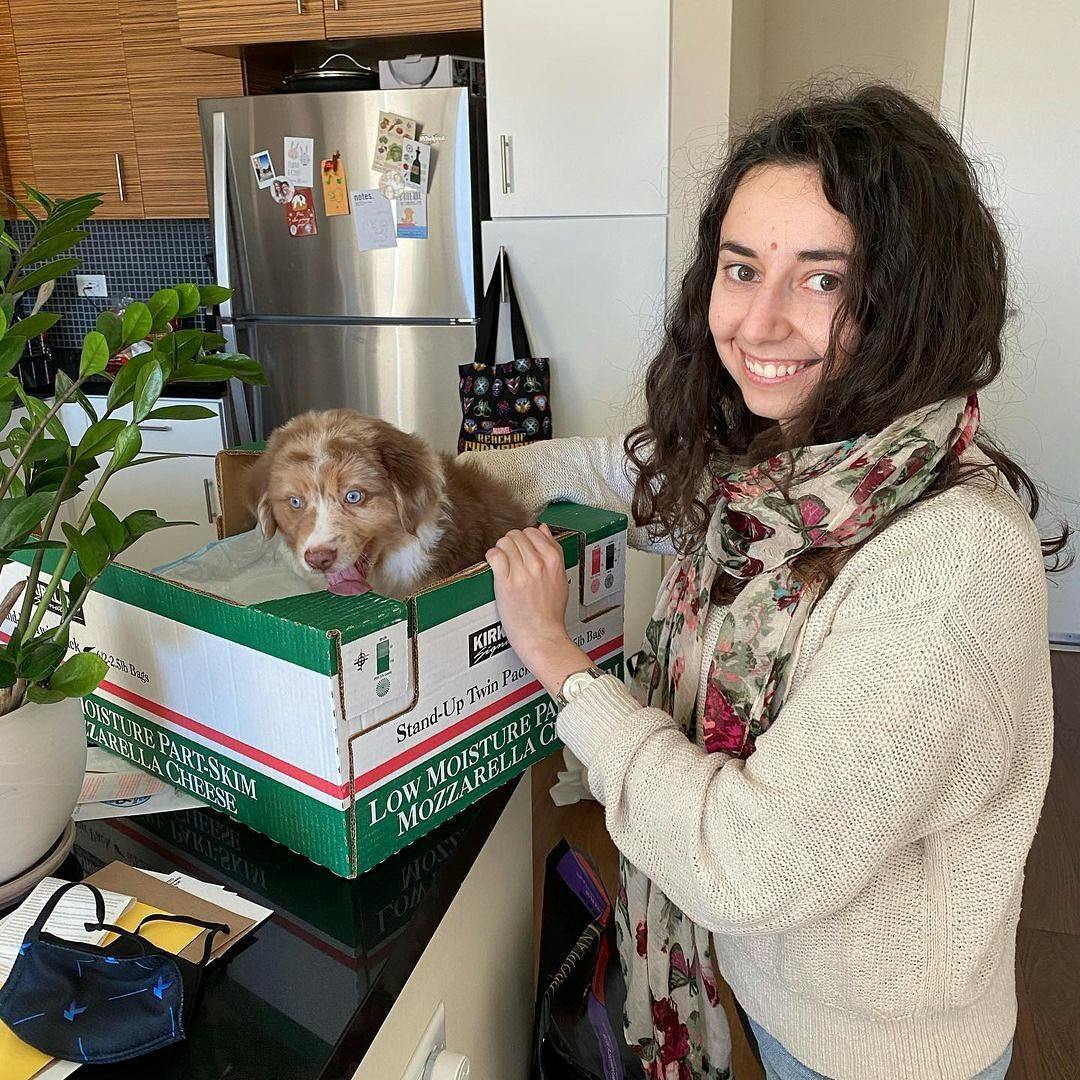 Australian Shepherd puppy in a cheese box