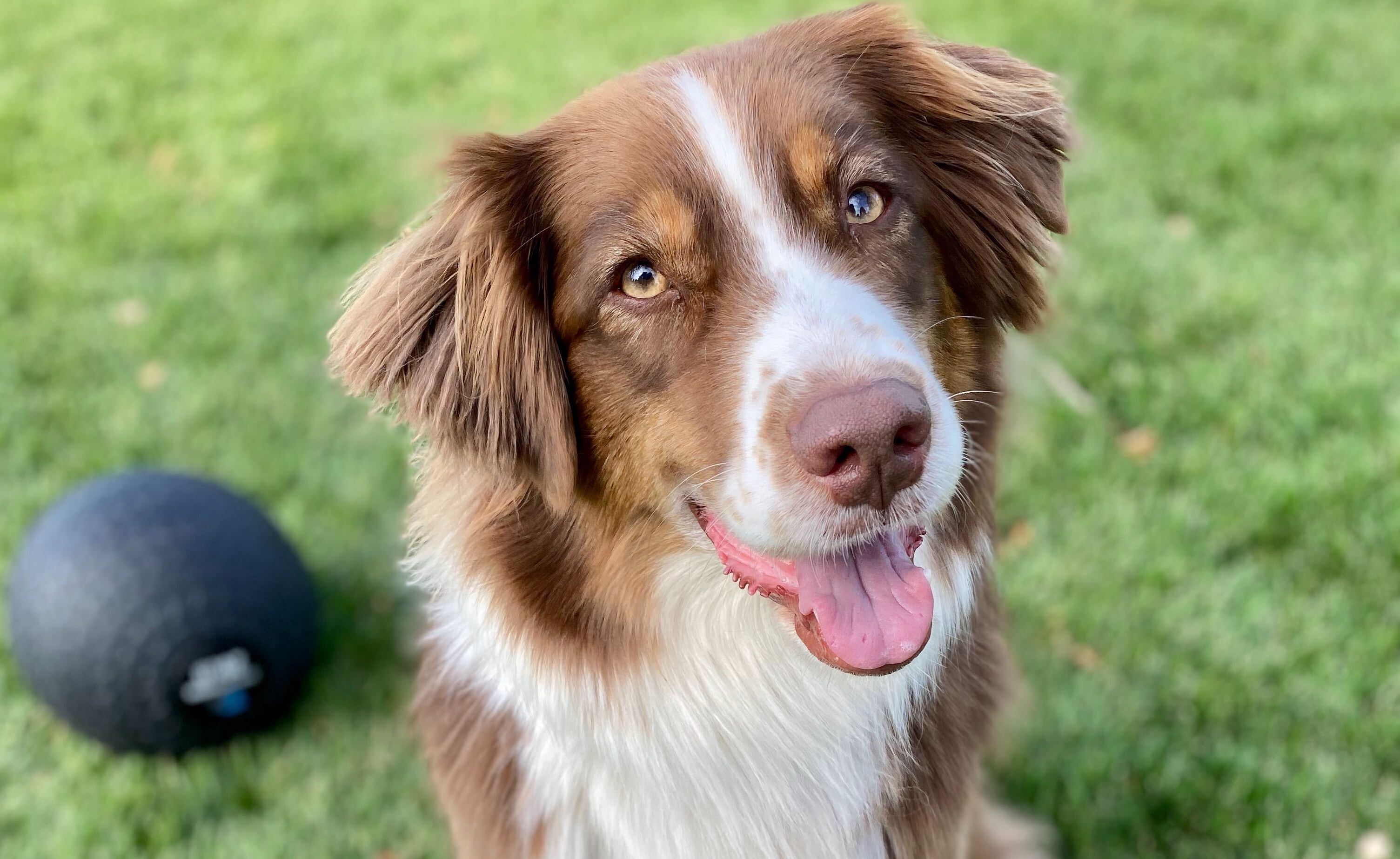 An Australian Shepherd dog sitting on the grass looking at the camera