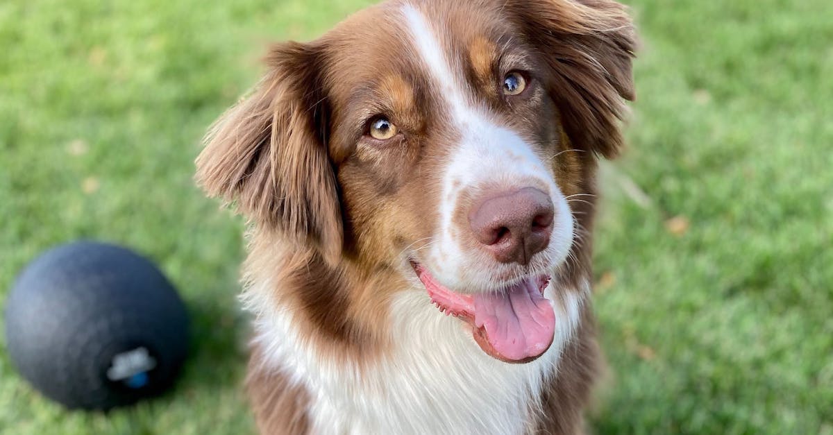 An Australian Shepherd dog sitting on the grass looking at the camera