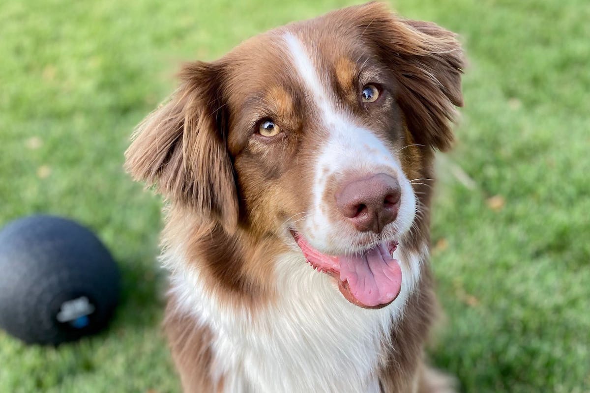 An Australian Shepherd dog sitting on the grass looking at the camera
