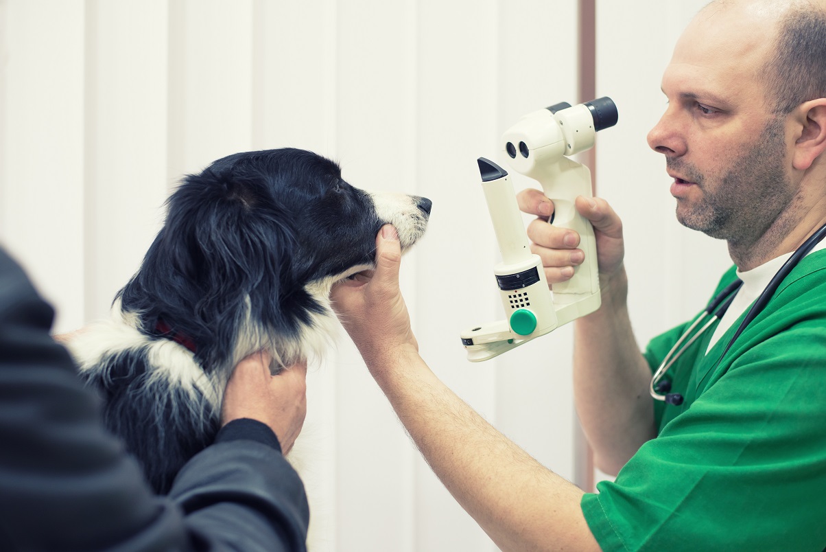 A veterinarian conducting an eye exam on a dog