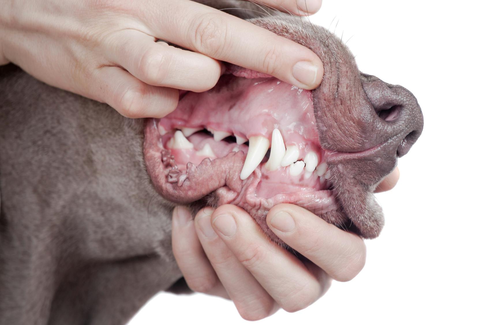 Close up of an owner holding open the side of a dogs closed mouth, exposing the healthy teeth and pink gums