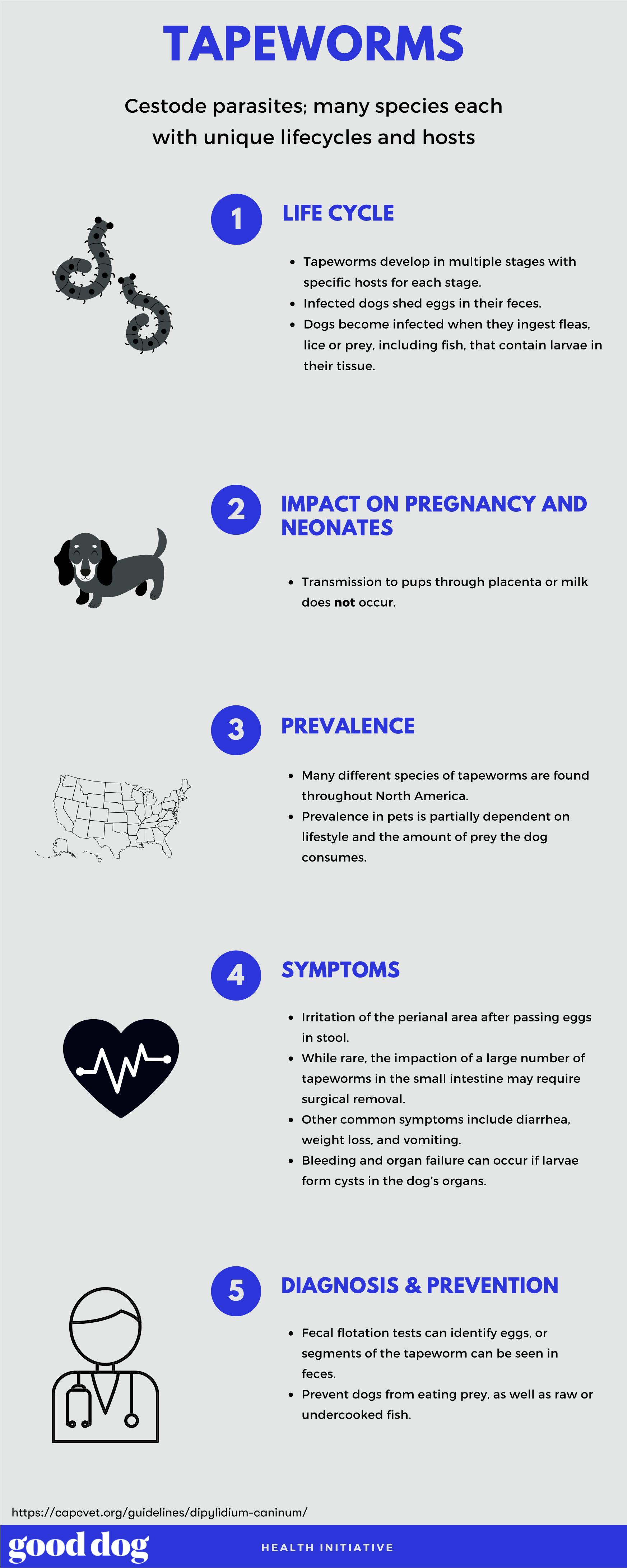 Tapeworms infographic