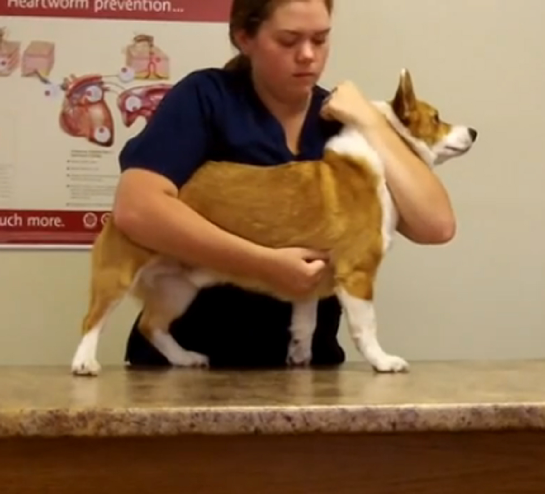 Vet holding a corgi dog in the restraint position, with left arm up under the neck and right arm inspecting the chest