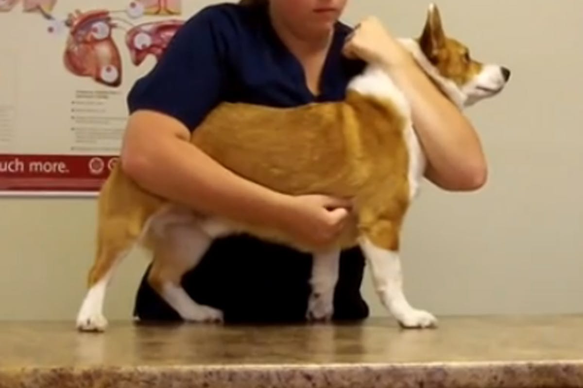 Vet holding a corgi dog in the restraint position, with left arm up under the neck and right arm inspecting the chest