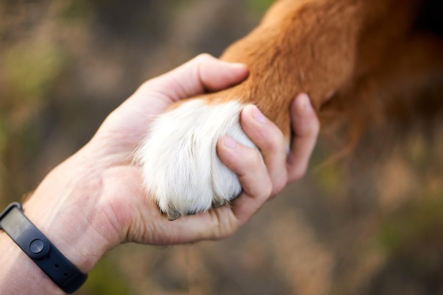 close up of hand holding a paw