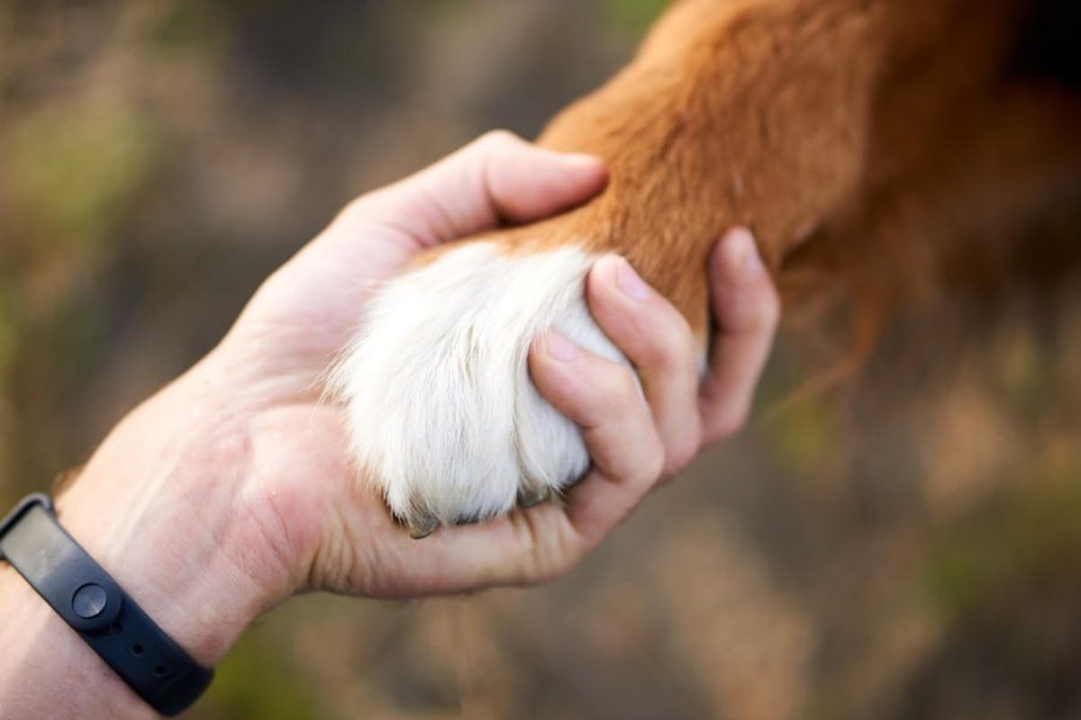 close up of hand holding a paw