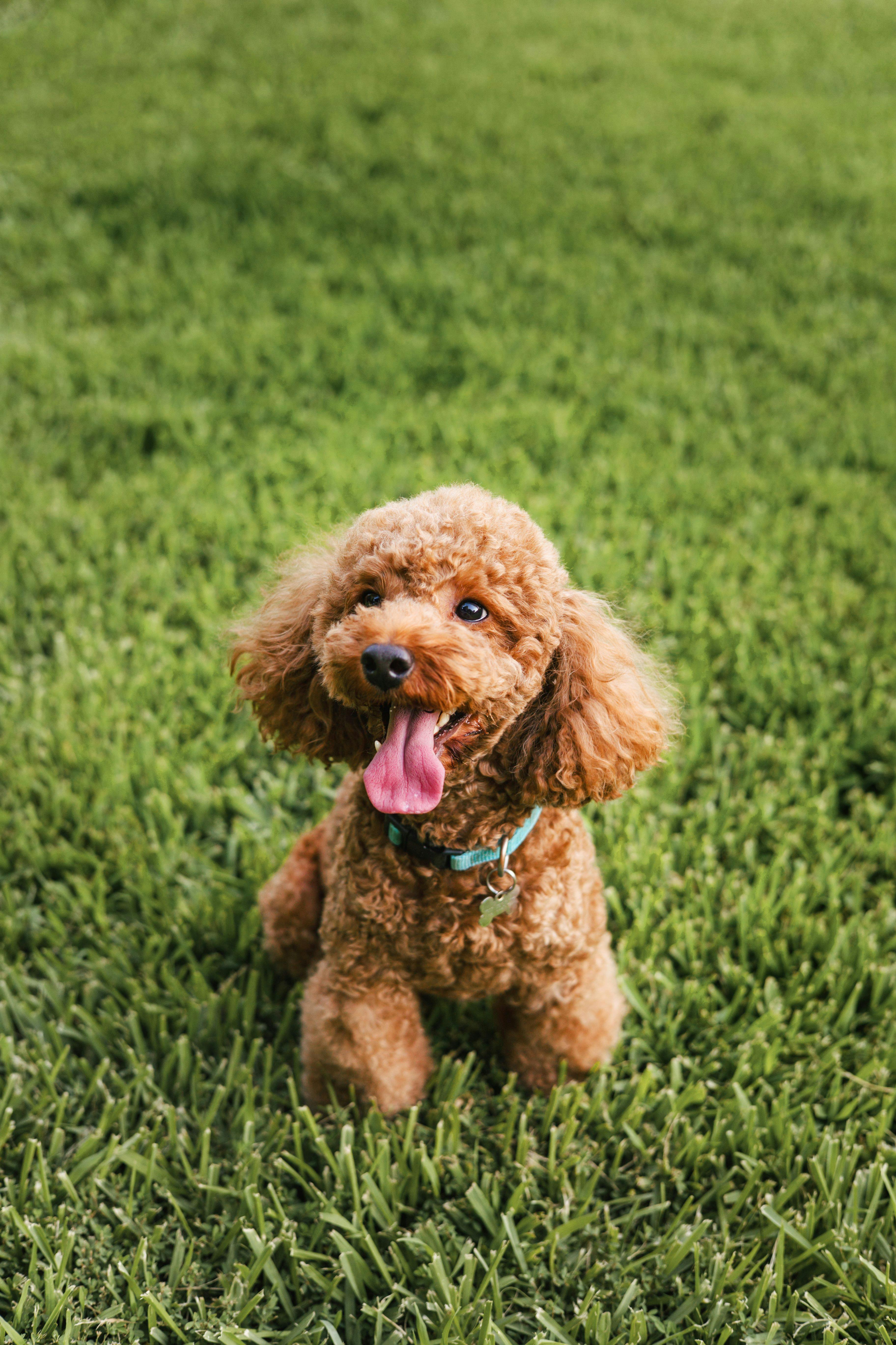 Meet Charlie, the special pup who inspired Crystal to become a breeder.