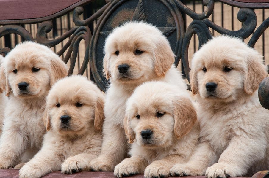 Five creme-colored puppies looking in same direction